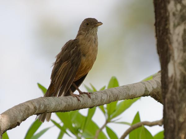 Roodbuiklijster (Turdus rufiventris)